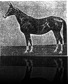 Perizad (Fistashka), black, 1965 (Kaplan (Gaplan) – Fauna) Elite, 9-7-8-4-7, 159-160-180-18.5 Turkmeistan